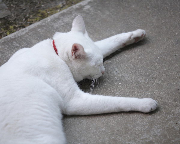 Роман Міджак