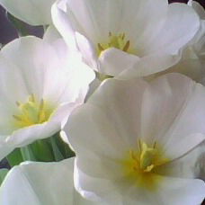 Ольга Глушкова