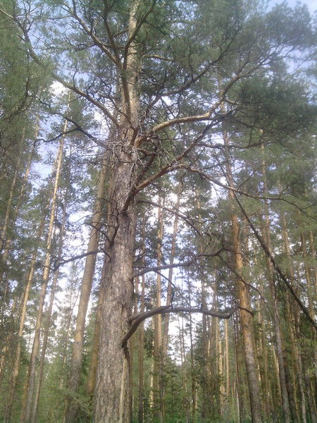 Наташа Огородова