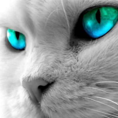 Полина Лыкова