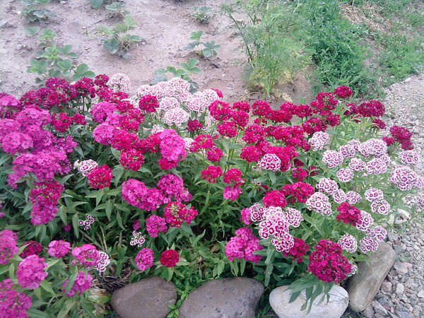 Вера Татьянкина