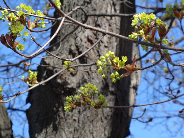 Елена Редькина