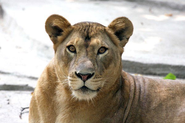 Ольга Родина