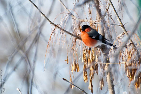 Лилу Насыйри