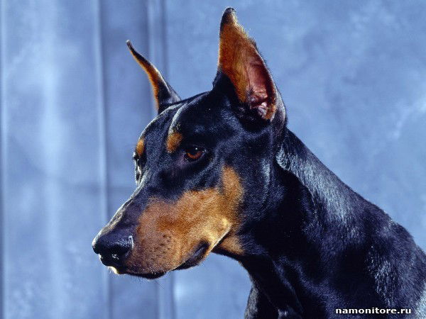 Алексей Умнов