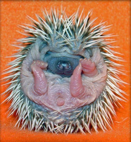 Григорий Павлов