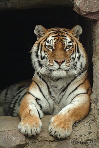 Наталья Шершова