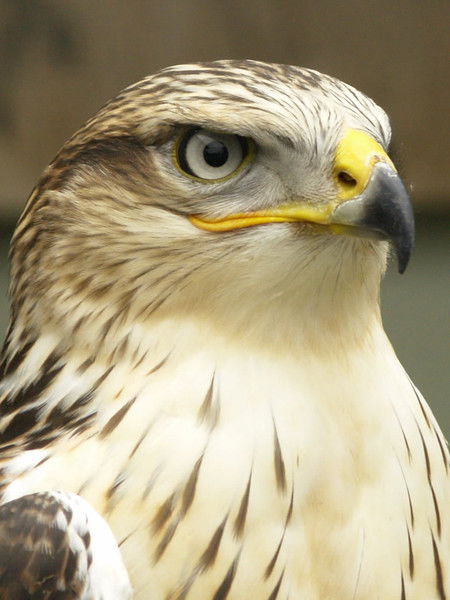 Александр Соколов