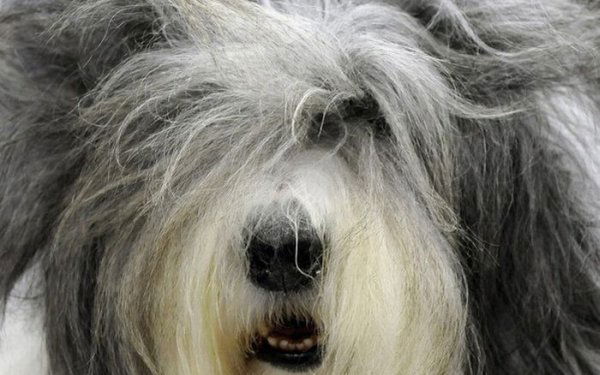 Антон Ширягин