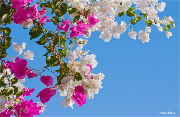 Загадочный Мир