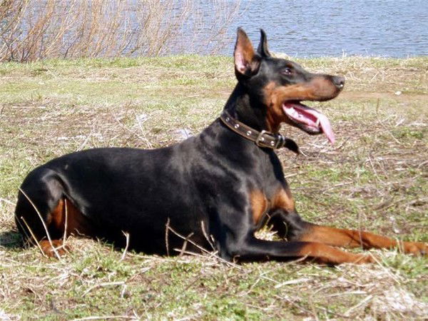 Дмитрий Шенкер