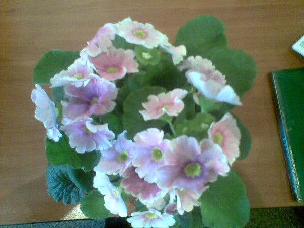 Жулдыз Алеева