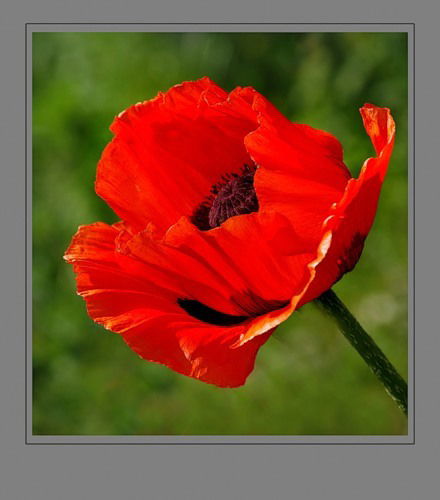 Ольга Александрова