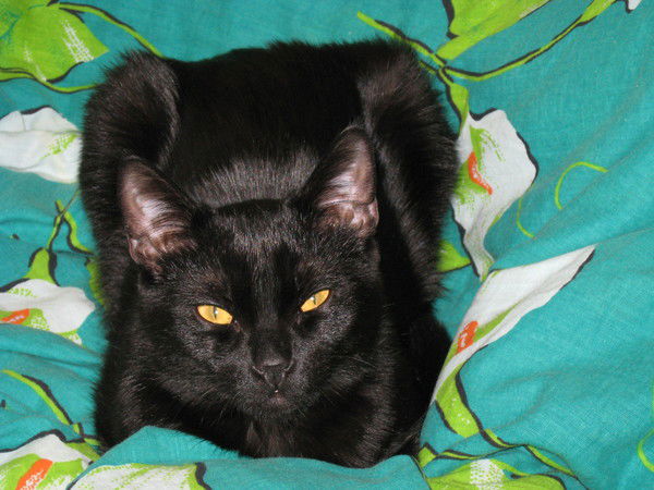 Анвер Хужахмедов