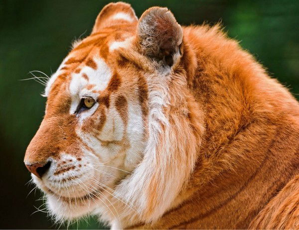 Александр Кисилишин