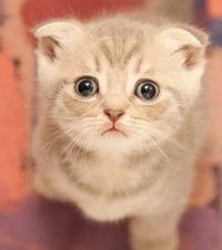 Настя Клестова