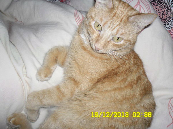 Наталья Метлева