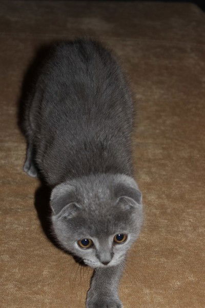 Марта Малахова