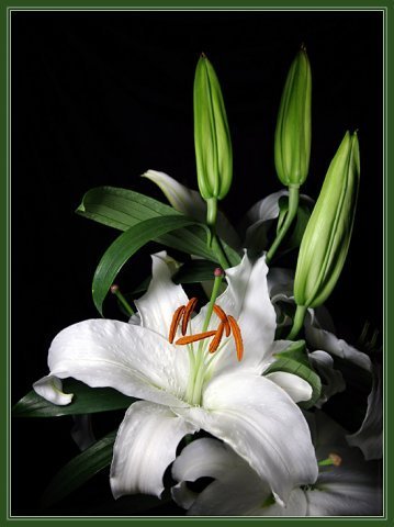 Лилия Галиева