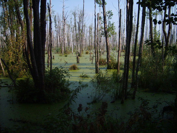 Александр Поваляев