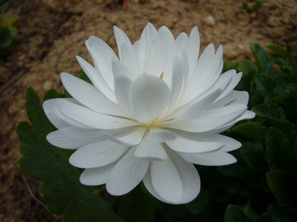 Мухамедова (Жалилова Нилуфар