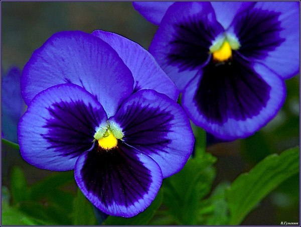 Анна Короткова