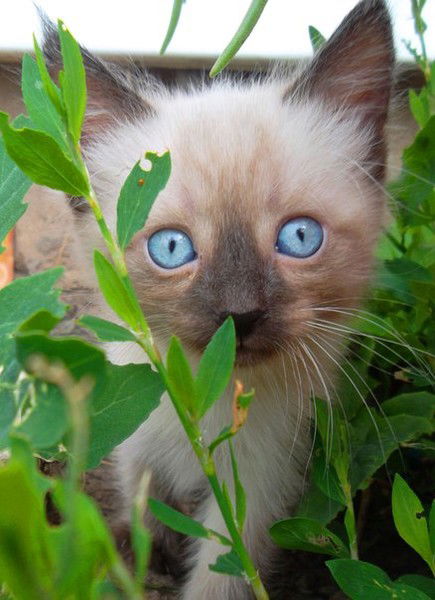 Ольга Булкина