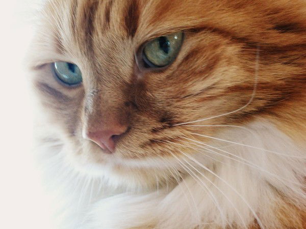 Яна Федоренко