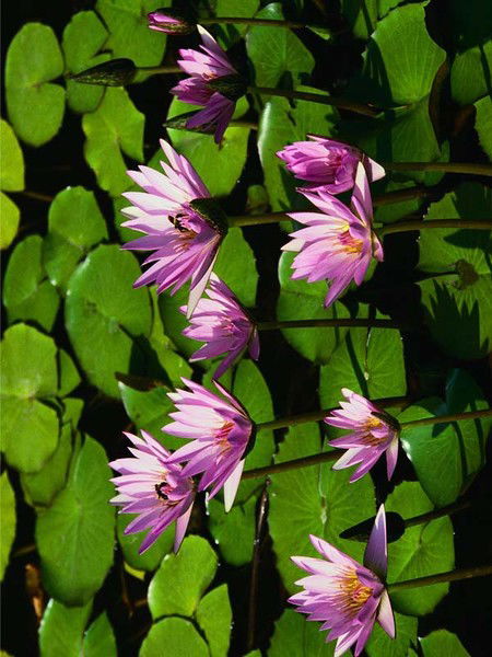 Аждар Алиев