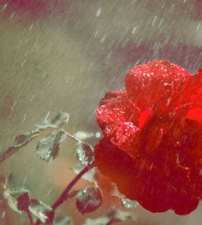 Tansholpan Alimbetova