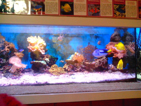 Марина Андронова