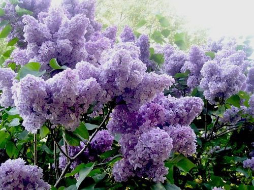 Любовь Савинкова