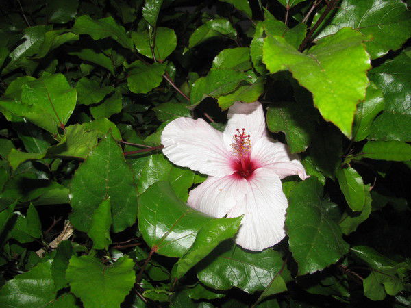 Елена Удовенко