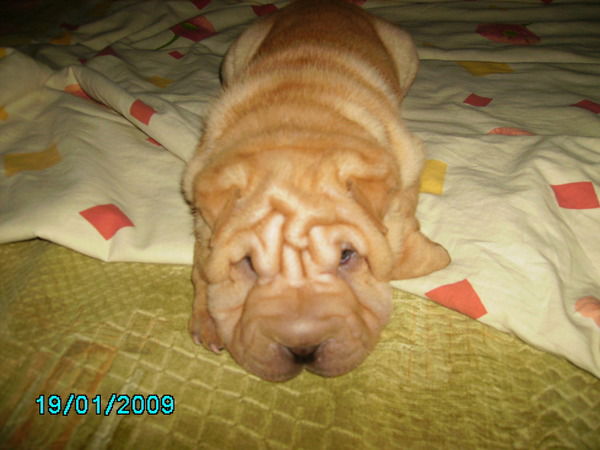 Сергей Звездай