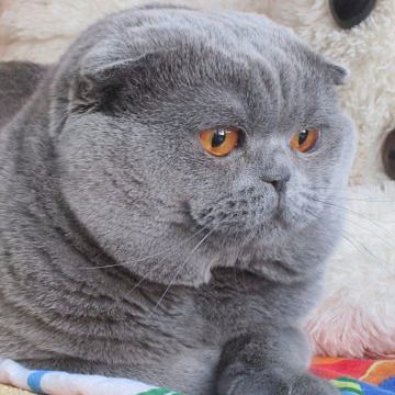 Дарья Конюхова