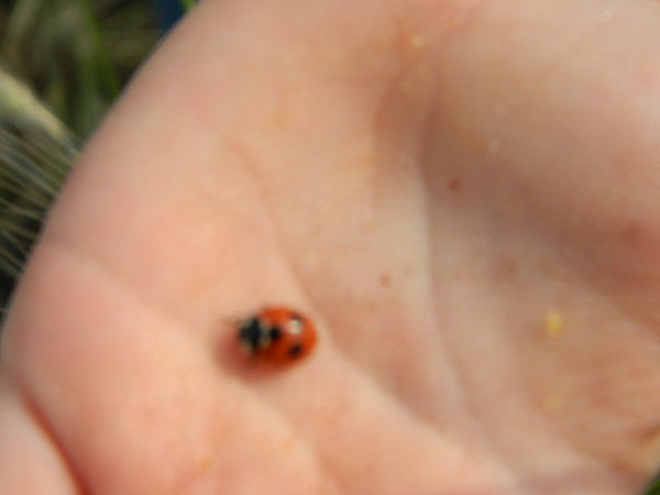 Светлана Мацкевич