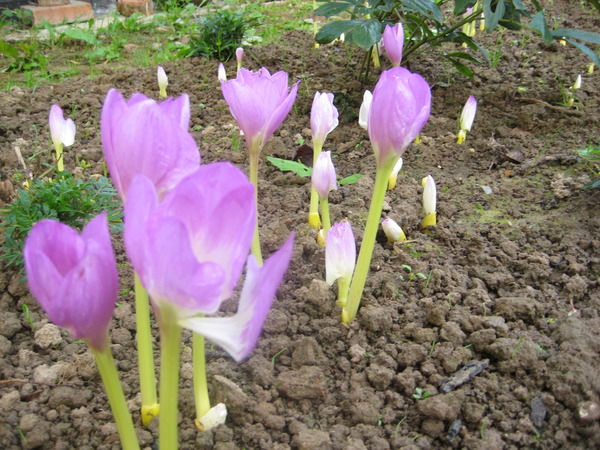 Елена Лаврова