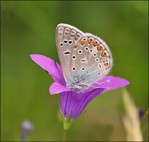 Анна Собина