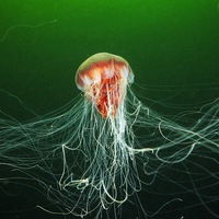 Армен Лскавян