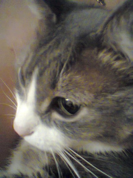 Елена Журавлева