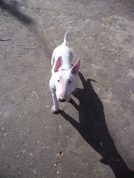 Бурцев Валентин