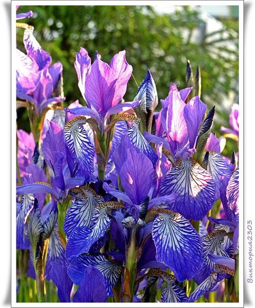 Таша Мяснова