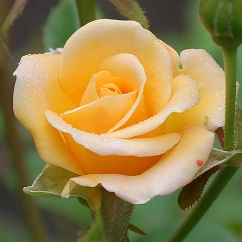 Наталья Натали