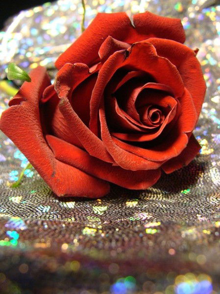 Лариса Лотц