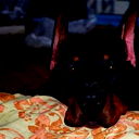 Kitt Dobermanns