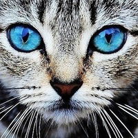 Ваня Левчук