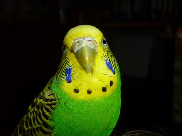 Коля Дружинин