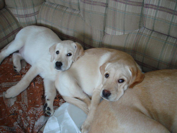 Ольга Скотникова