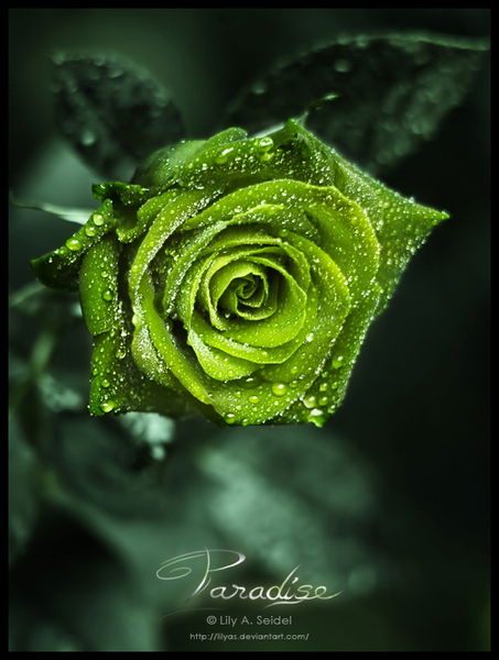 Света Бородина