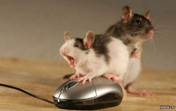 Адель Гиззатуллин